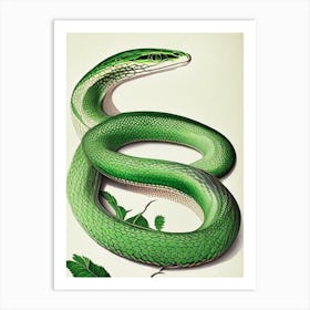 Greater Green Snake Vintage Art Print