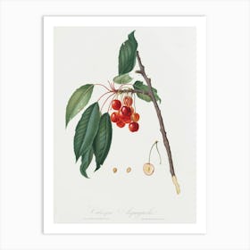 Cherry (Prunus Avium) From Pomona Italiana (1817 - 1839), Giorgio Gallesio Art Print
