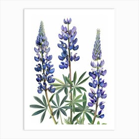 Lupine 3 Art Print