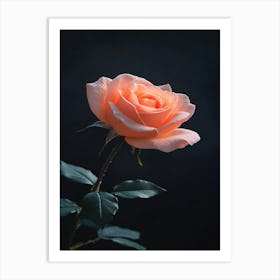 Peach Rose 13 Art Print