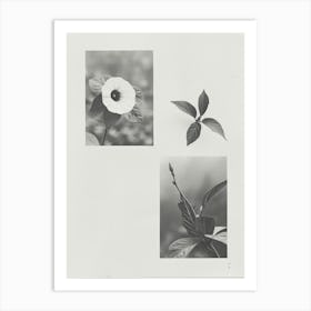 Morning Glory Flower Photo Collage 2 Art Print