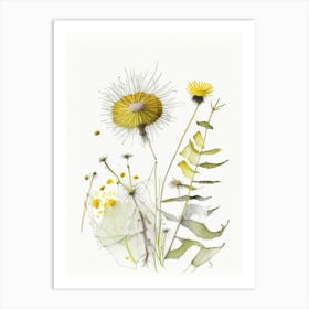 Dandelion Spices And Herbs Pencil Illustration 1 Art Print