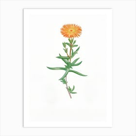 Calendula Art Print