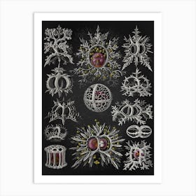 Vintage Haeckel 12 Tafel 71 Ringelstrahlinge Art Print