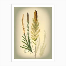 Horsetail Spices And Herbs Retro Drawing 1 Art Print