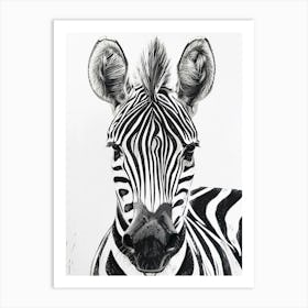 Zebra Art Print