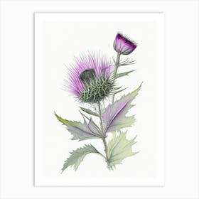 Milk Thistle Herb Pencil Colour 2 Art Print