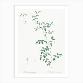 Bridal Creeper Illustration From Les Liliacées, Pierre Joseph Redouté Art Print