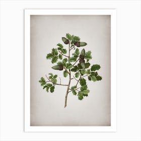 Vintage Kermes Oak Botanical on Parchment Art Print