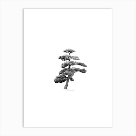 Japanese Bonsai Pine Tree Art Print