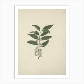 Catha Edulis Forssk (Khath), Luigi Balugani Art Print