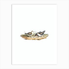 Vintage Little Sandpiper Bird Illustration on Pure White n.0431 Art Print