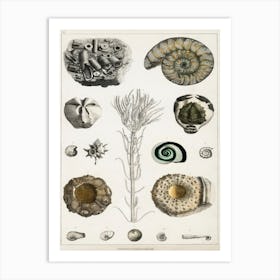 Collection Of Various Fossils, Oliver Goldsmith Art Print