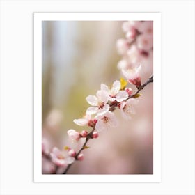 Blossoming Cherry Blossoms Art Print