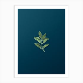 Vintage Buxus Colchica Twig Botanical Art on Teal Blue n.0599 Art Print