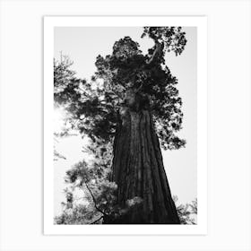Sequoia National Park IX Art Print