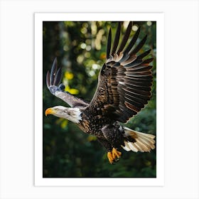 Bald Eagle In Flight Art Print