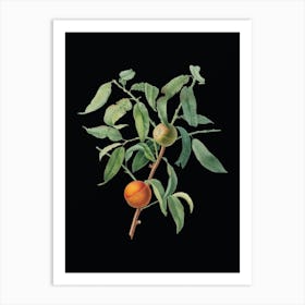 Vintage Peach Botanical Illustration on Solid Black n.0574 Art Print