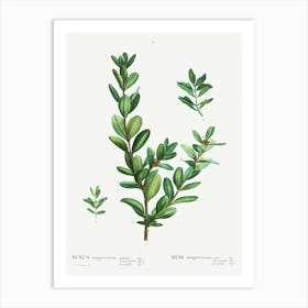 Buxus Sempervirens, Pierre Joseph Redoute Art Print