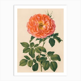 Rose Of St. John Art Print