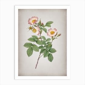 Vintage Short Styled Field Rose Botanical on Parchment n.0507 Art Print