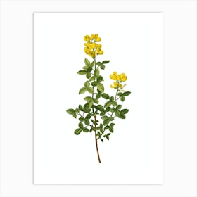 Vintage Common Cytisus Botanical Illustration on Pure White n.0838 Art Print