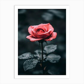 Rose In The Rain 2 Art Print