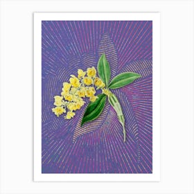Vintage Dense Flowered Dendrobium Botanical Illustration on Veri Peri n.0948 Art Print