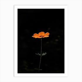 Single Flower 11 Art Print