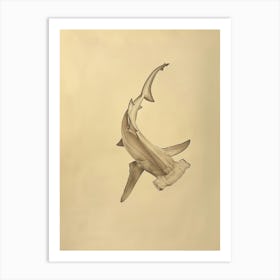 Hammerhead Shark Vintage Pencil Illustration Art Print
