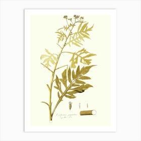 Euphorbia Art Print