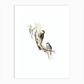 Vintage Red Eyebrowed Tree Creeper Bird Illustration on Pure White n.0460 Art Print