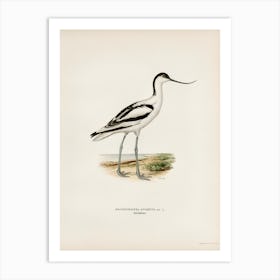 Pied Avocet, The Von Wright Brothers Art Print