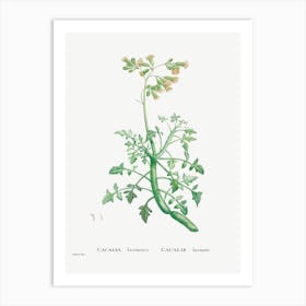 Cacalia Laciniata, Pierre Joseph Redoute Art Print