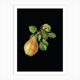 Vintage Pear Branch Botanical Illustration on Solid Black n.0004 Art Print
