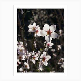 White almond blossoms against the light Art Print