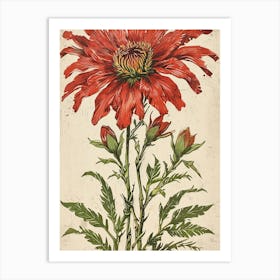 Red Cosmos Art Print