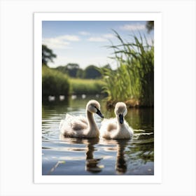 Two Cygnets Embodying Purity And Elegance Floating Serenely On A Tranquil Lake Surrounded By Lush Art Print