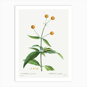 Orange Ball Buddleja, Pierre Joseph Redoute Art Print