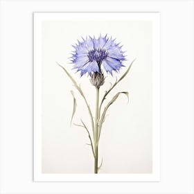 Pressed Flower Botanical Art Cornflower 1 Art Print