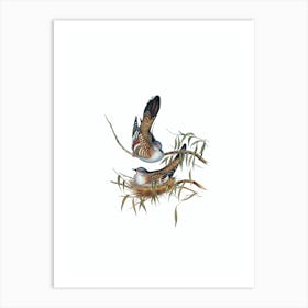 Vintage Crested Pigeon Bird Illustration on Pure White n.0442 Art Print