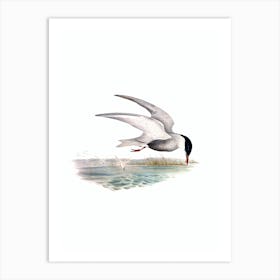 Vintage Marsh Tern Bird Illustration on Pure White n.0214 Art Print