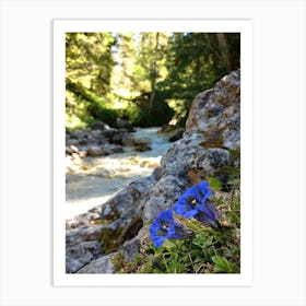 Gentian by the torrent Art Print