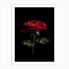 Red Rose On Black Background 20 Art Print