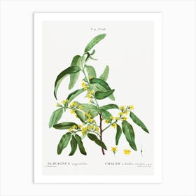 Russian Olive, Pierre Joseph Redoute Art Print