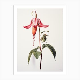 Pressed Flower Botanical Art Fuchsia 2 Art Print