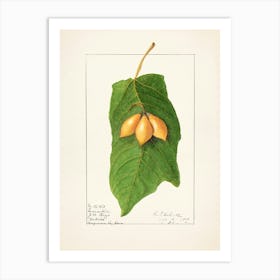 Apricots 1 Art Print