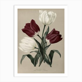 Tulips 6 Art Print