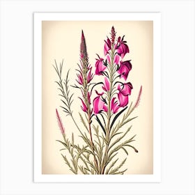 Fireweed Wildflower Vintage Botanical 2 Art Print