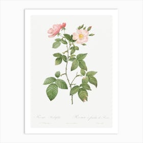 Rosa Glauca, Pierre Joseph Redoute Art Print